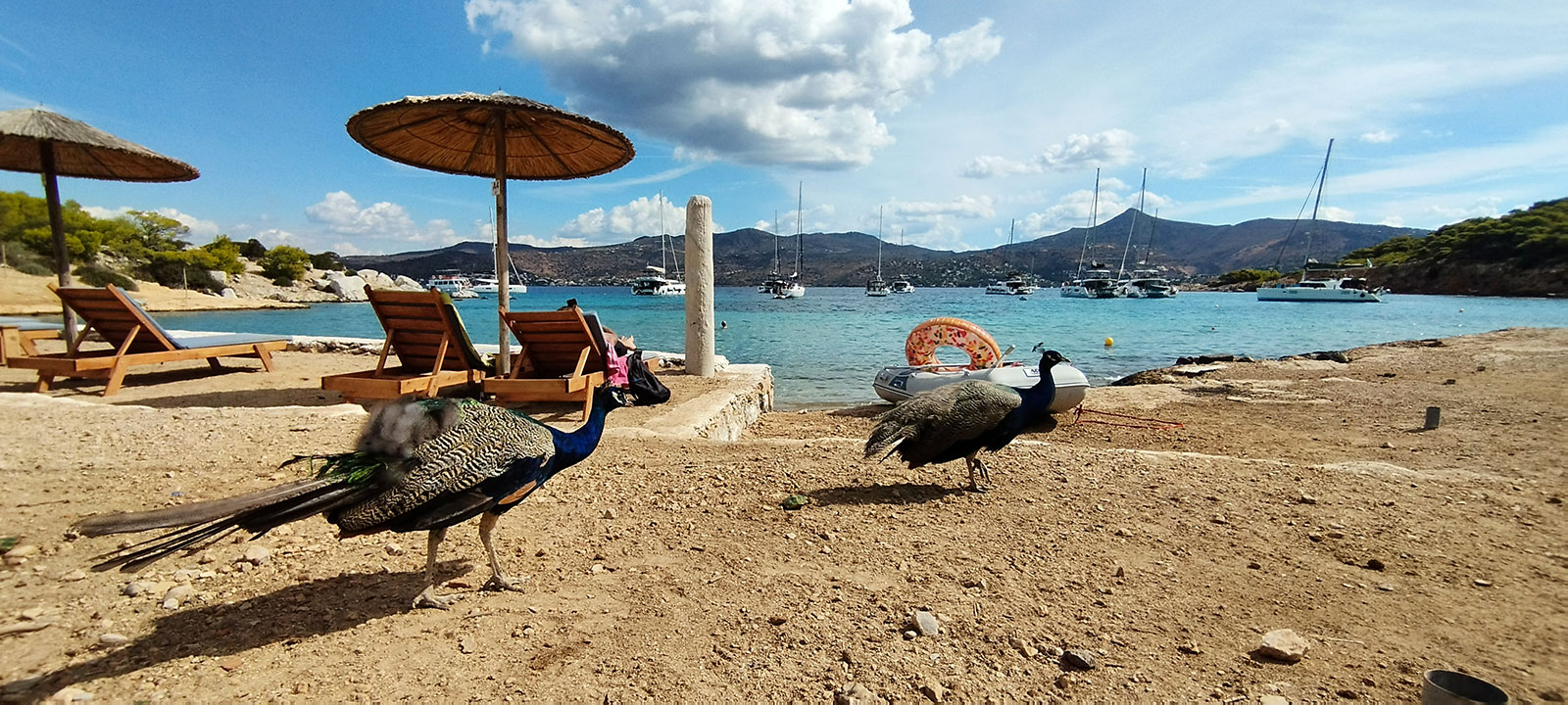 Des paons sur la plage de l'îlot de Moni, au large d'Égine
