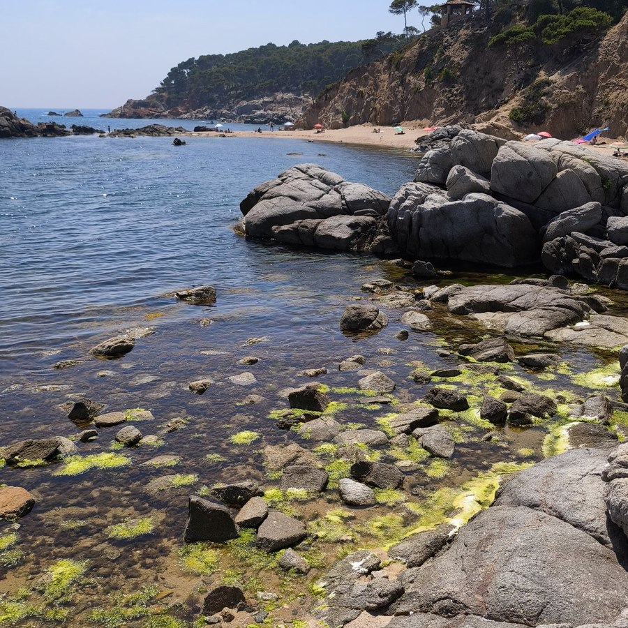 Cove at Calella de Palafrugell, rocks and pines above the water